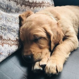 Meet your Posher, Teagan